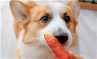 为什么给狗吃胡萝卜啊