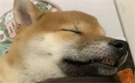 狗睡觉为什么露牙齿
