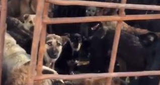为防狗狗在狗肉节被吃 美籍华人掏11万救400只狗