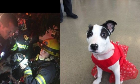 消防员冲火场从死神手中救回狗狗 3个月后狗狗顺利康复