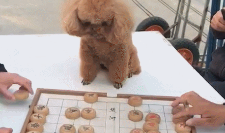 狗狗做象棋比赛裁判，用心有耐心，被称作：史上最牛公平公正裁判