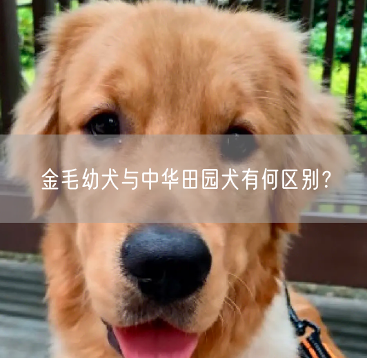 金毛幼犬与中华田园犬有何区别？