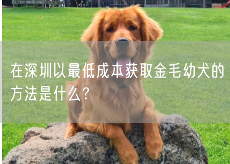 在深圳以最低成本获取金毛幼犬的方法是什么？