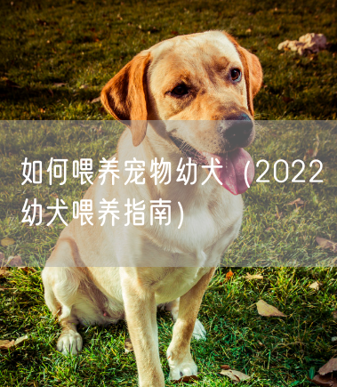 如何喂养宠物幼犬（2022幼犬喂养指南）